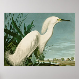 Affiche Aigrette neigeuse d'Audubon oiseau héron blanc orn