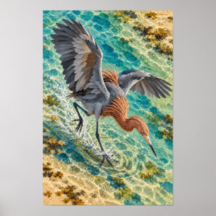 Affiche Aigrette rousse – Art de l'oiseau côtier du sud du
