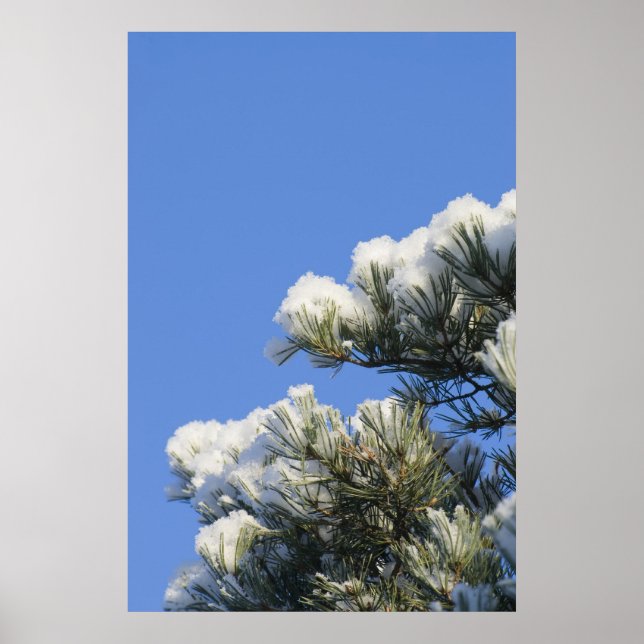 Affiche aiguilles de pin (Devant)