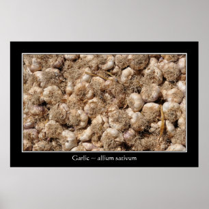 Affiche Ail en français