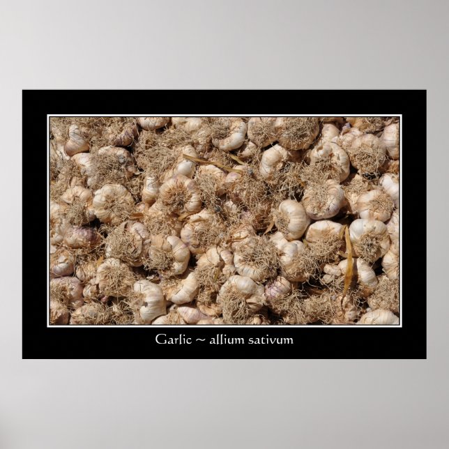 Affiche Ail en français (Devant)