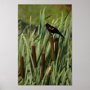 Affiche aile rouge