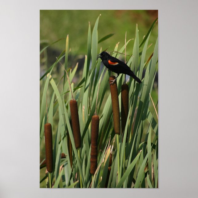 Affiche aile rouge (Devant)