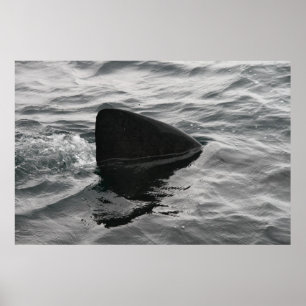 Affiche Aileron de requin