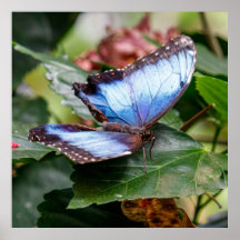 Ailes bleues