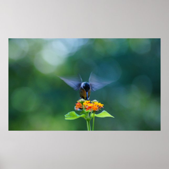 Affiche Ailes de l'ange de Humming (Devant)