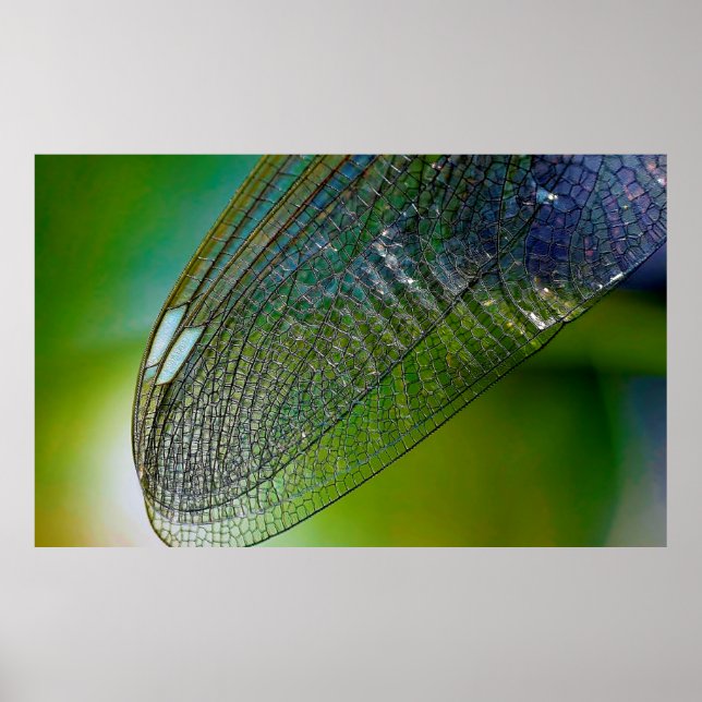 Affiche Ailes de libellules nature proche insecte (Devant)