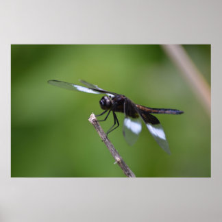 Affiche Ailes de libellules peintes au Spray