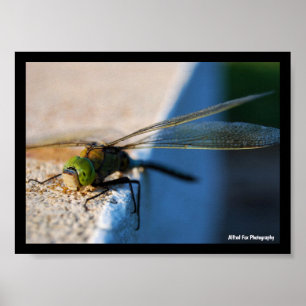 Affiche Ailes d'une Libellule