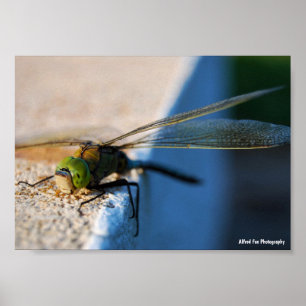 Affiche Ailes d'une Libellule