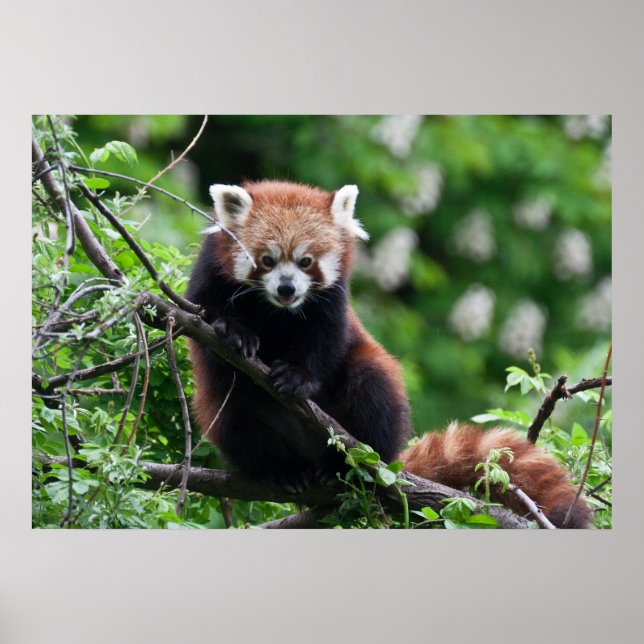 Affiche Ailurus fulgens (Devant)