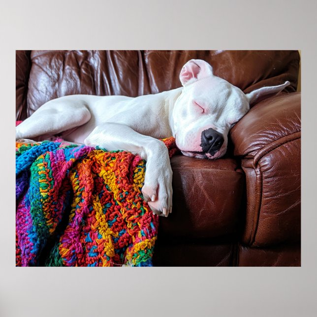 Affiche Aimer Pitbull Chien Dormir sur le canapé (Devant)