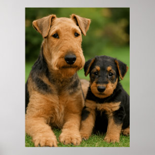Affiche Airedale Terrier Avec Chiot