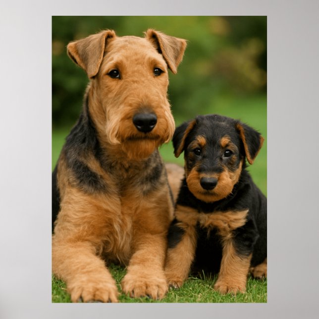 Affiche Airedale Terrier Avec Chiot (Devant)