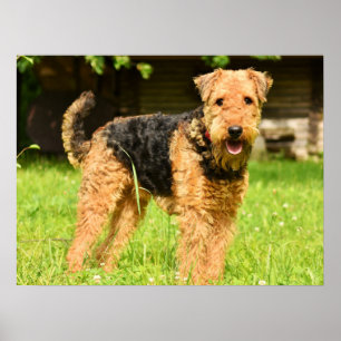 Affiche Airedale Terrier Chien chiot