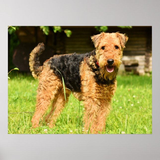 Affiche Airedale Terrier Chien chiot (Devant)