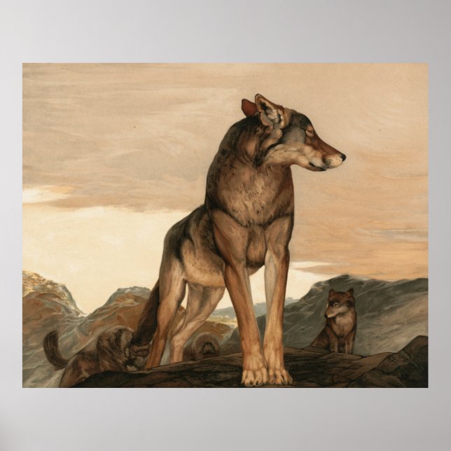 Affiche Akela Le loup solitaire par Maurice Et Edward Detm (Devant)