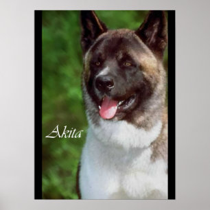 Affiche Akita Art Imprimer Cadeaux
