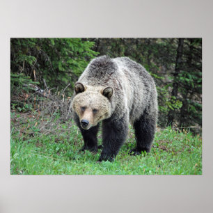 Affiche Alaska Grizzly Bear Photo de la faune