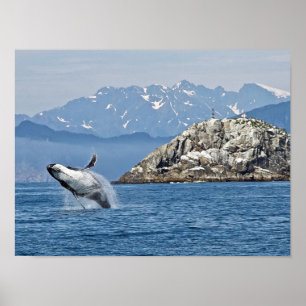 Affiche Alaska Humpback Whale Wildlife Photo