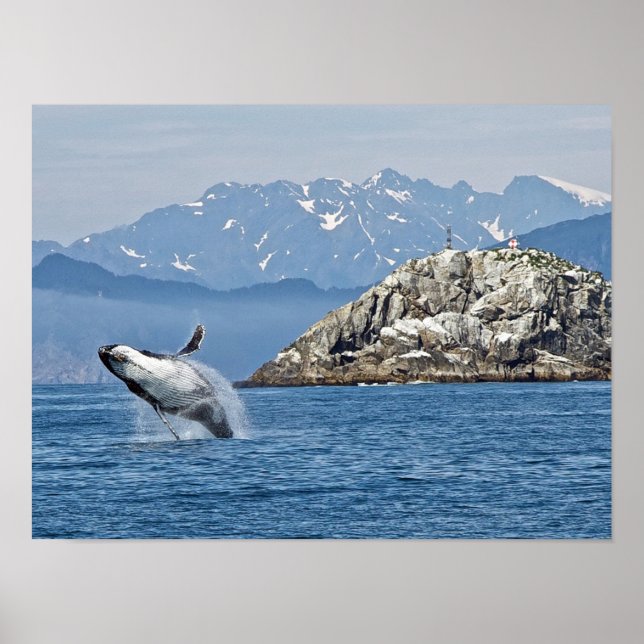 Affiche Alaska Humpback Whale Wildlife Photo (Devant)