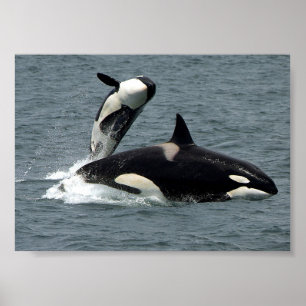 Affiche Alaska Killer Whale Photo