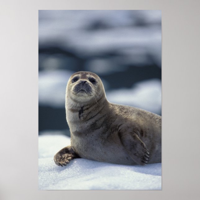 Affiche Alaska, région du sud-est Phoque commun sur glace (Devant)