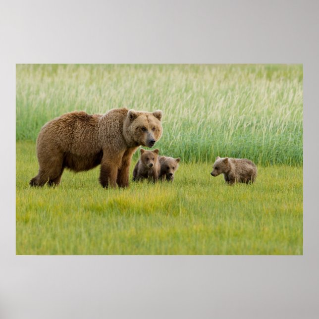 Affiche Alaskan Brown Bear with Cubs in a Meadow (Devant)