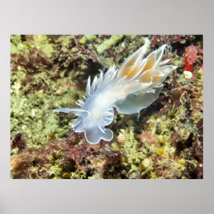Affiche Albâtre Nudibranche - Beaux-Arts
