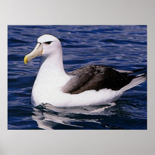 Affiche Albatros