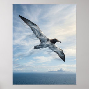 Affiche Albatros des vents Océan infini
