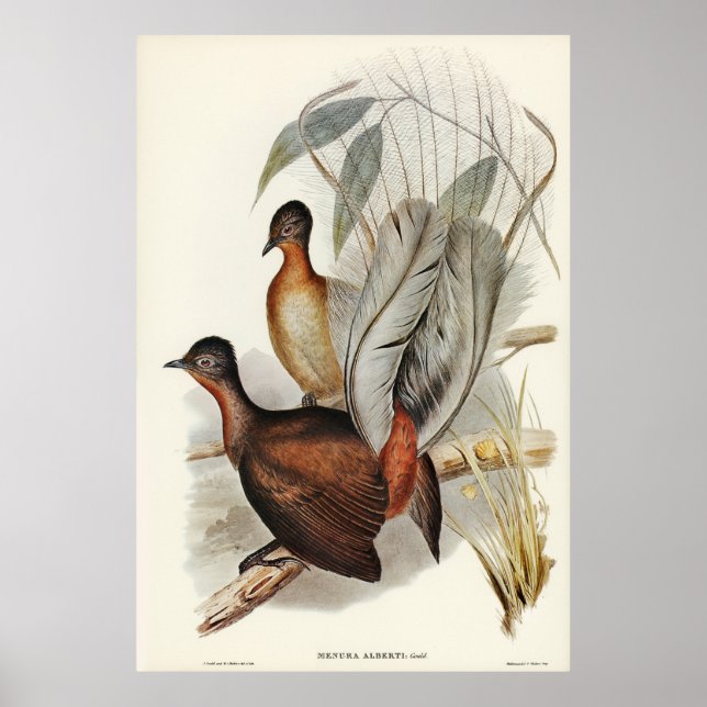 Affiche Albert Lyre-Bird (Menura Alberti) illustré par E (Devant)