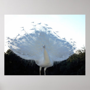 Affiche Albino flamboyant Peacock