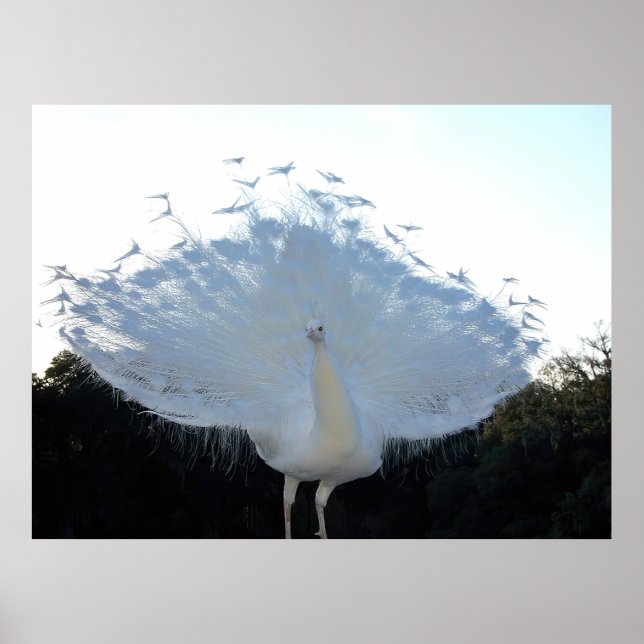 Affiche Albino flamboyant Peacock (Devant)