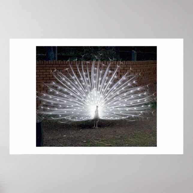 Affiche Albino Peacock (Devant)