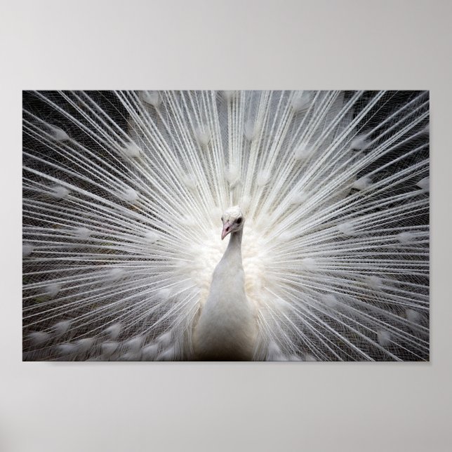 Affiche Albino Peacock (Devant)