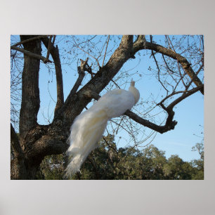 Affiche Albino Peacock dans un arbre