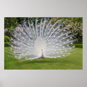 Affiche Albino Peacock Displays Feathers