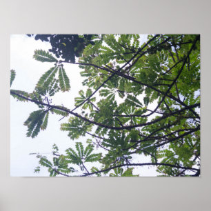 Affiche Albizia adianthifoli
