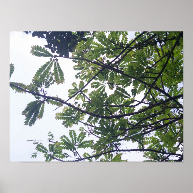 Affiche Albizia adianthifoli (Devant)
