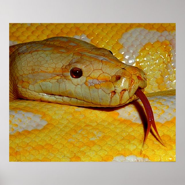Affiche Alboino Burmese Python Snake (Devant)
