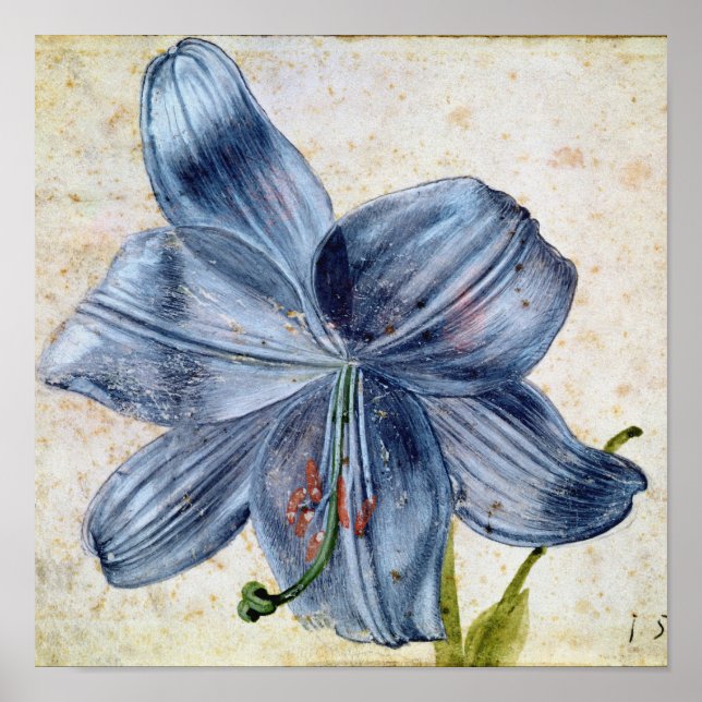 Affiche Albrecht Durer - Étude D'Une Lily (Devant)