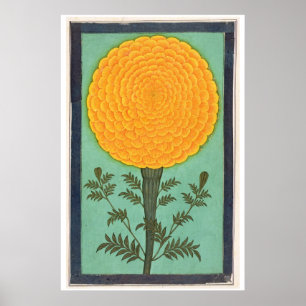 Affiche Album de petite taille   A Marigold
