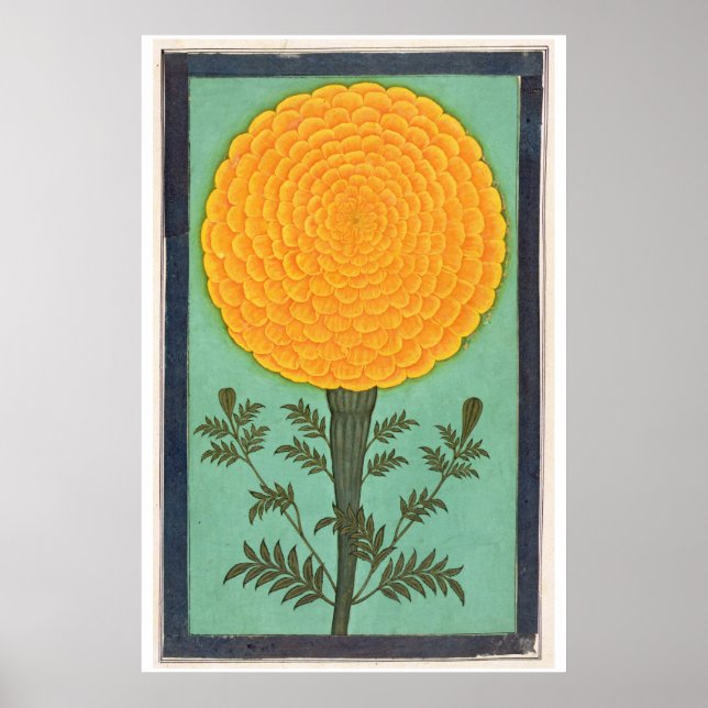Affiche Album de petite taille | A Marigold (Devant)