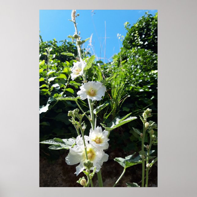 Affiche Alcea Alba, la fleur de Rose trémière (Devant)