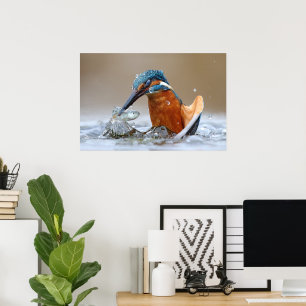 Affiche Alcedo Atthis Martin-pêcheur chassant dans l'eau L