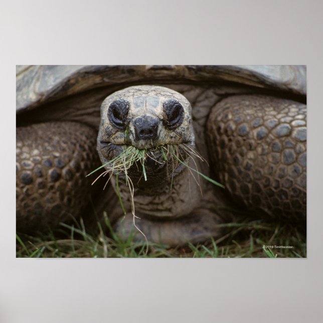 Affiche Aldabra Tortoise Pâturage (Devant)