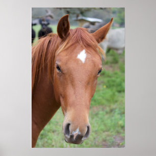 Affiche Alerte Brown Horse Gros plan
