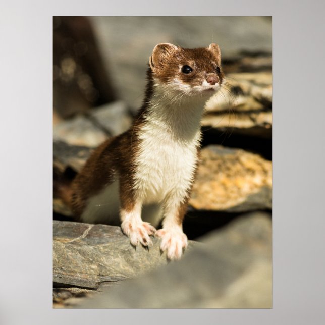 Affiche Alerte Weasel (Devant)
