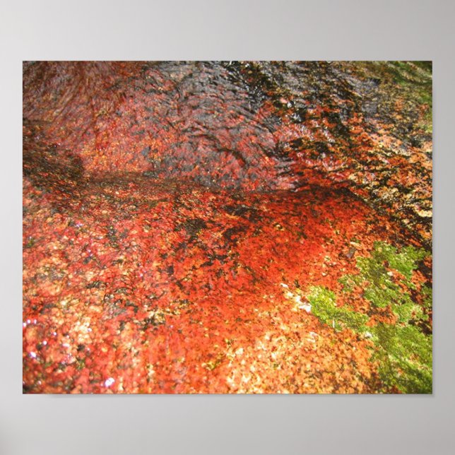 Affiche Algae from Honduras (Devant)